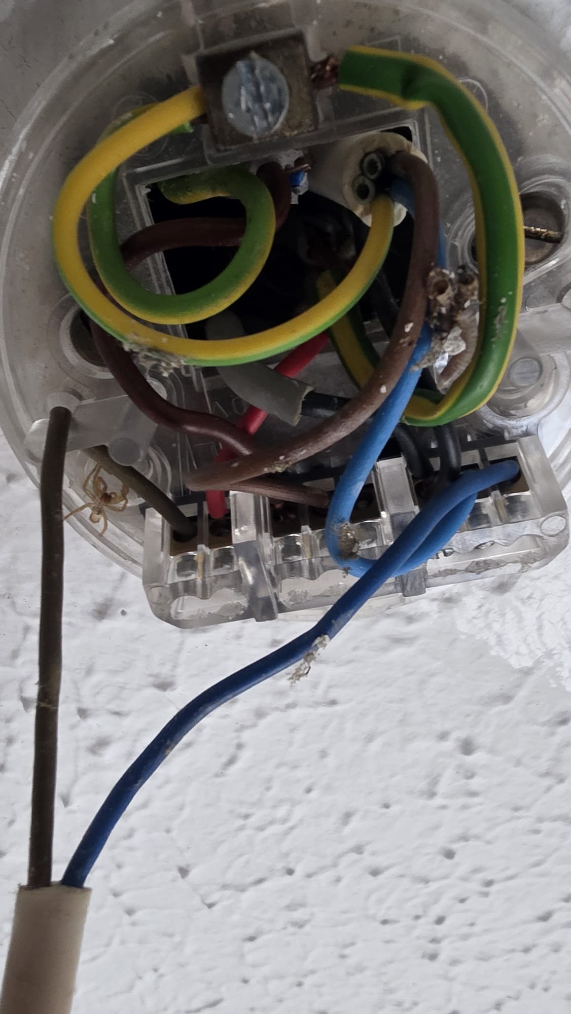 Old bayonet ceiling rose with cobwebs and twin and earth wiring in Aberdeen. Pre-rewire condition showing why a full rewire was needed